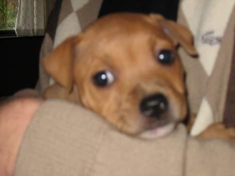 Staffordshire bull terrier Chianti billede 2