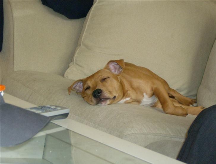 Staffordshire bull terrier Chianti billede 3