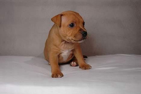 Staffordshire bull terrier Chianti billede 4