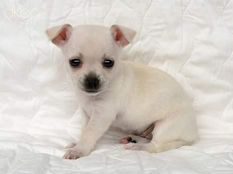 Amerikansk staffordshire terrier Gucci billede 17