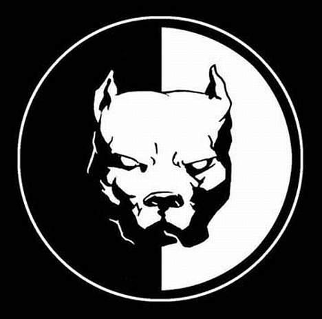 Amerikansk staffordshire terrier Gucci billede 18