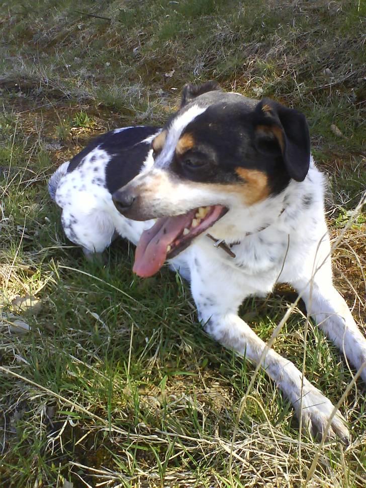 Dansk svensk gaardhund Lucky - Det er hårdt at lege billede 4