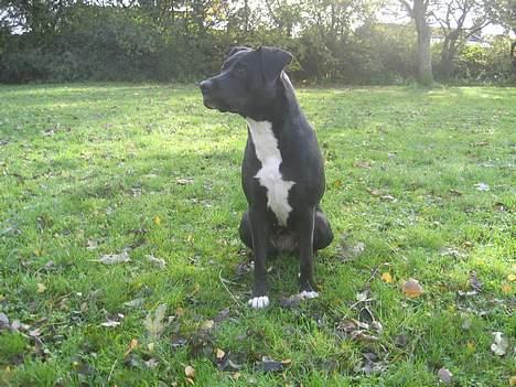 Blanding af racer Tulle billede 9