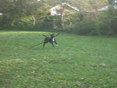 Blanding af racer Tulle billede 10