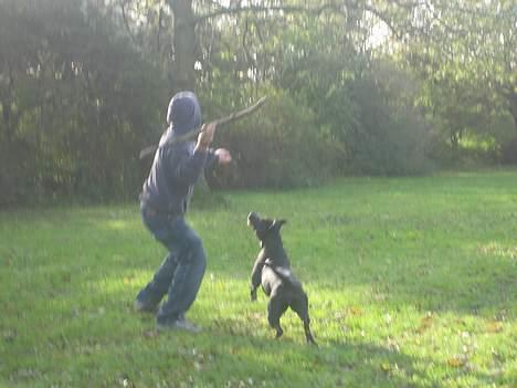 Blanding af racer Tulle billede 11