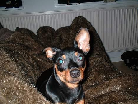 Prazsky krysarik Aya billede 11