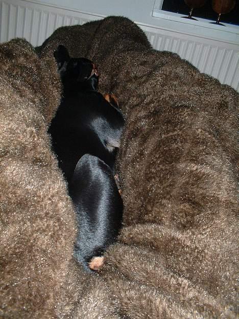 Prazsky krysarik Aya billede 12