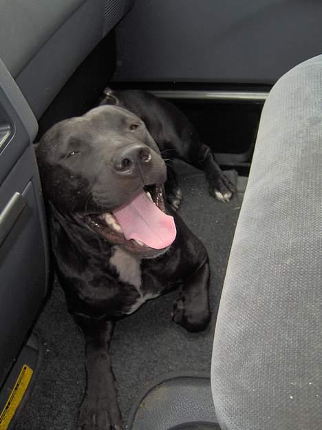 Amerikansk staffordshire terrier +max+ - man kan jo tage sig en lur undervejs billede 11