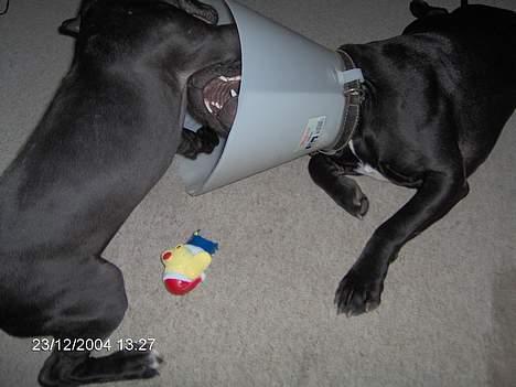 Amerikansk staffordshire terrier +max+ - elsker at lege med hvalpe, som ligner mig billede 12