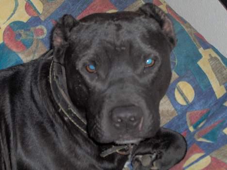 Amerikansk staffordshire terrier +max+ - davz du billede 13