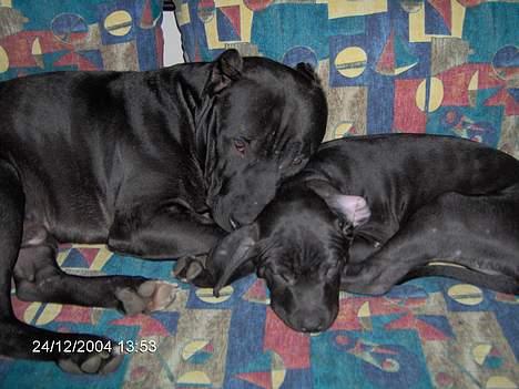 Amerikansk staffordshire terrier +max+ - nu er vi trætte efter en lang gang leg billede 14