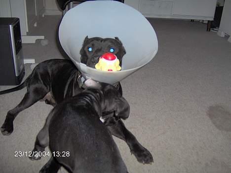 Amerikansk staffordshire terrier +max+ - tag den, hvis du kan for mit store runde hoved. bøhh billede 15