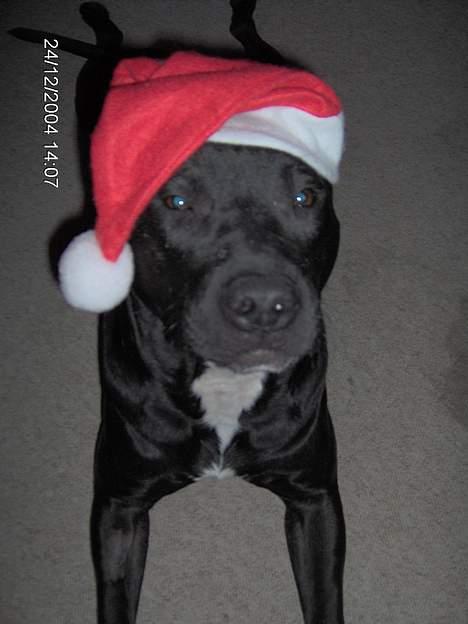 Amerikansk staffordshire terrier +max+ - i aften er det juleaften billede 16