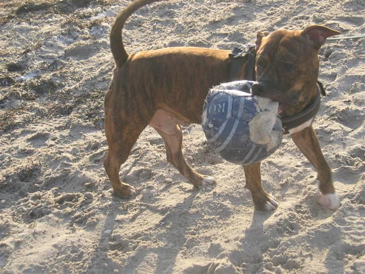 Amerikansk staffordshire terrier Cody HimmelHund billede 9