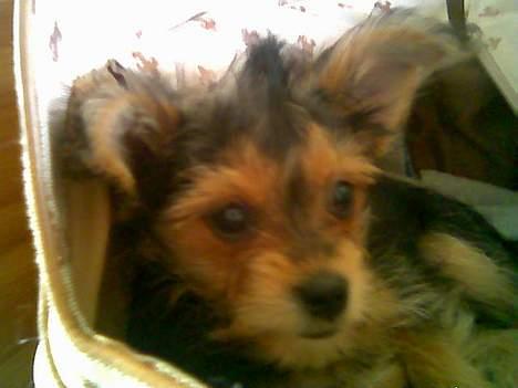 Blanding af racer Gangster - punkerhår.. Lidt for sejt  billede 7