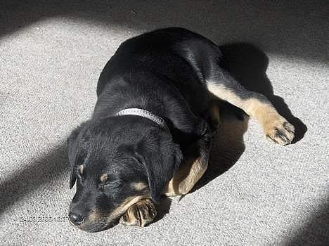 Blanding af racer Lunte **DØD** - Som hvalp billede 1