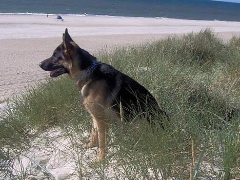 Schæferhund Lyshøj's Xarcho - Xarcho ved stranden i sommer billede 17