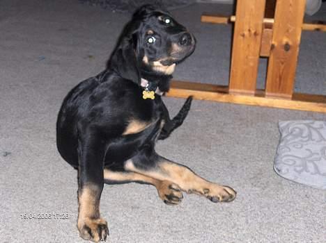 Blanding af racer Lunte **DØD** - Lunte billede 3