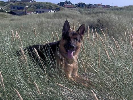 Schæferhund Lyshøj's Xarcho - Xarcho ved stranden i sommer billede 18