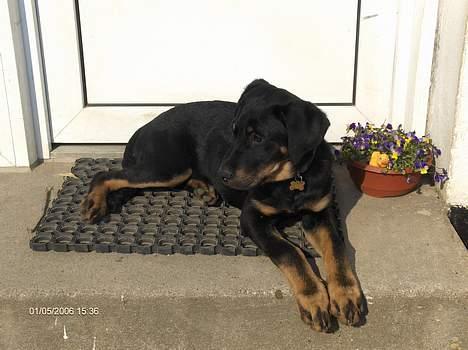 Blanding af racer Lunte **DØD** - Lunte billede 4