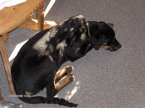 Blanding af racer Lunte **DØD** - Lunte billede 5