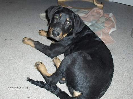 Blanding af racer Lunte **DØD** - Lunte billede 6