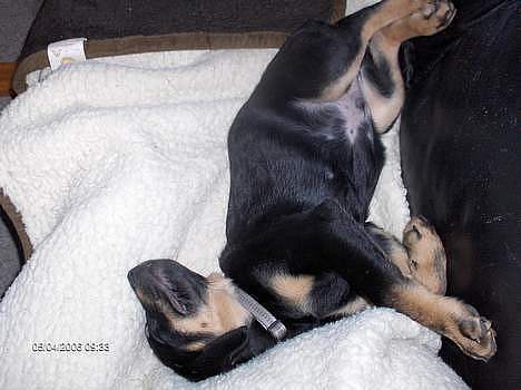 Blanding af racer Lunte **DØD** - Som hvalp billede 7