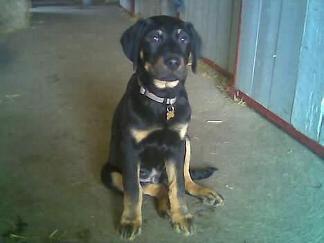 Blanding af racer Lunte **DØD** - Lunte billede 8