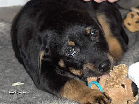 Blanding af racer Lunte **DØD** - Som hvalp billede 9
