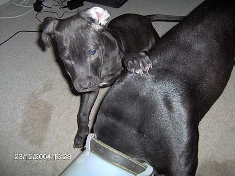 Amerikansk staffordshire terrier +max+ - nu skal jeg gi dig et klap på skulderen billede 17