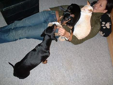 Prazsky krysarik Aya billede 14