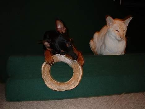 Prazsky krysarik Aya billede 15