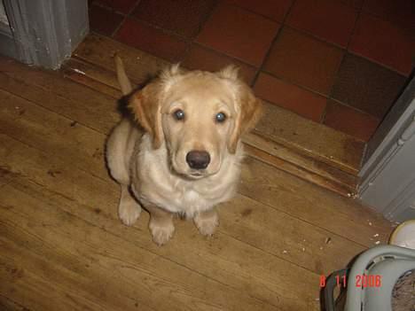 Golden retriever bernhard billede 6