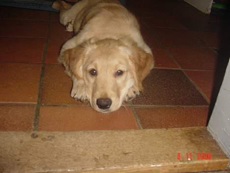 Golden retriever bernhard billede 7
