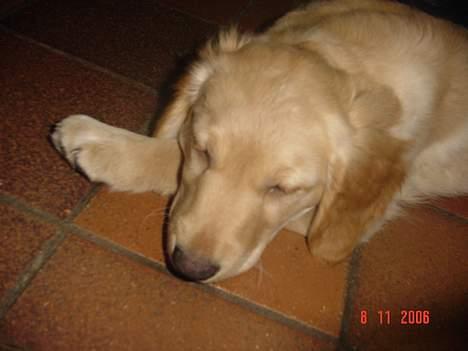 Golden retriever bernhard billede 8