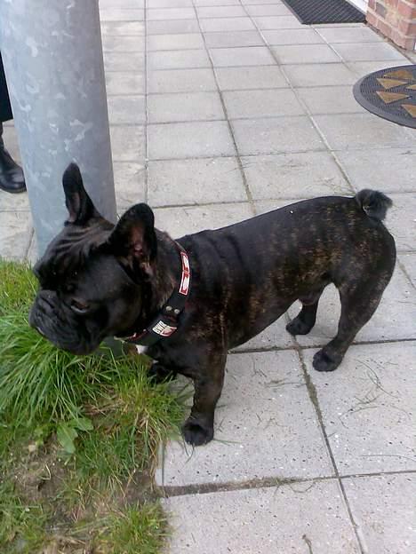 Fransk bulldog BUSTER - holder lige øje med det hele. passer på mor og far.. billede 10