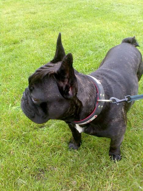 Fransk bulldog BUSTER billede 11