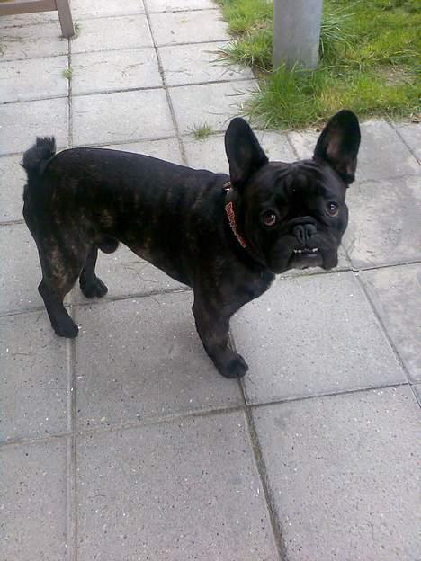 Fransk bulldog BUSTER - mor, ikke flere billeder tak... billede 12