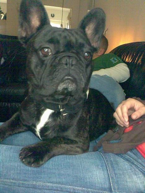 Fransk bulldog BUSTER - kommer der mon nogen jeg kan lege med.. er så nysgerrig billede 13