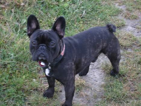 Fransk bulldog BUSTER - dejligt med en tur i det grønne.. billede 14