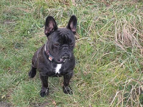 Fransk bulldog BUSTER - tager lige en slapper på turen.. billede 15