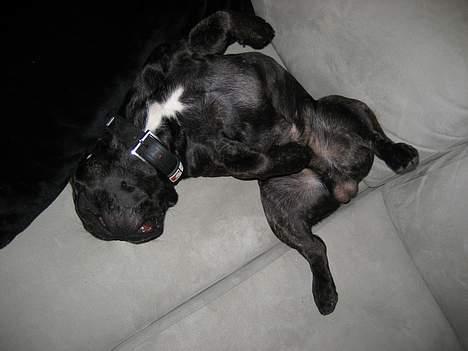 Fransk bulldog BUSTER - ligger lige og nyder en lille lur.. billede 16