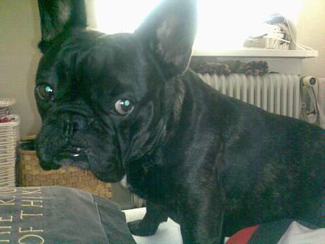Fransk bulldog BUSTER - stå nu snart op mor og far. vil altså gerne lege nu.. billede 17