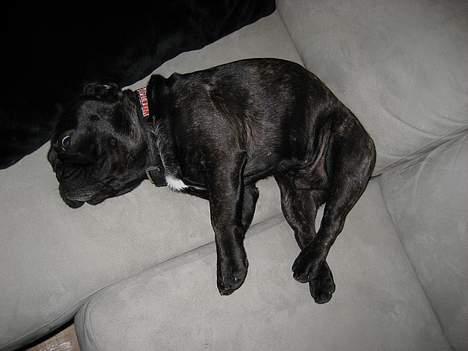 Fransk bulldog BUSTER - hmm, dejligt med en flyder, det gør godt.. billede 18