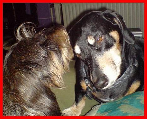 Gravhund Smilla - Kysser kæresten, Bilbo  billede 17