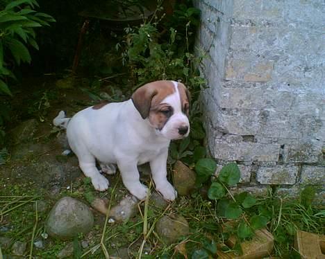 Blanding af racer Cali billede 7