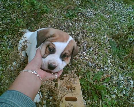 Blanding af racer Cali billede 8