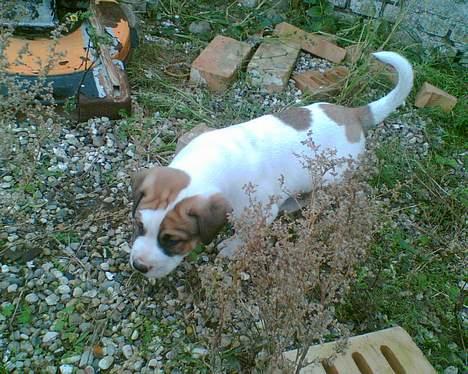 Blanding af racer Cali billede 9