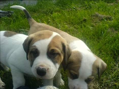 Blanding af racer Cali - Cali til venstre og brormand Manfred til højre billede 10