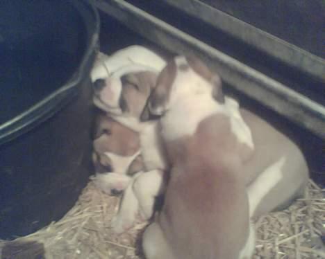 Blanding af racer Cali - Dejligt med nogle at putte med . Størst men nederst ;-) billede 12